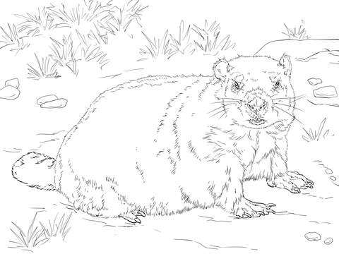 Realistic Groundhog Coloring Page